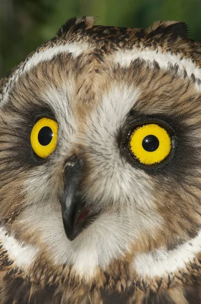 Korta Eared Owl Asio Flammeus Land Uggla Porträtt Ögon Och — Stockfoto