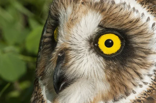 Coruja Orelhas Curtas Asio Flammeus Coruja Campo Retrato Olhos Rosto — Fotografia de Stock