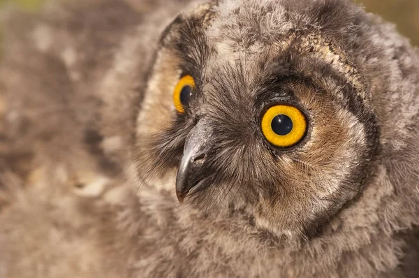 Gufo Dalle Orecchie Lunghe Giovane Asio Otus Ritratto — Foto Stock