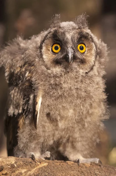 Gufo Dalle Orecchie Lunghe Giovane Asio Otus Ritratto — Foto Stock