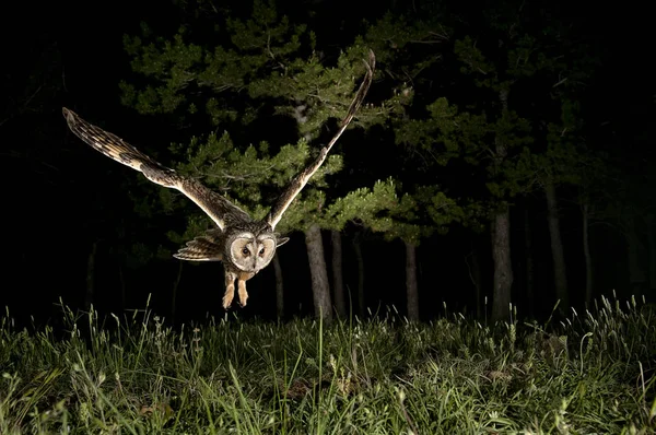 Búho Orejas Largas Asio Otus Caza Noche Vuelo Volando — Foto de Stock