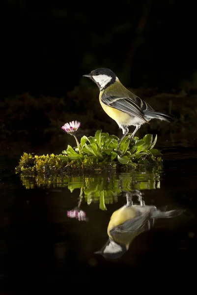 Большая Синица Parus Major Садовая Птица Отраженная Воде — стоковое фото