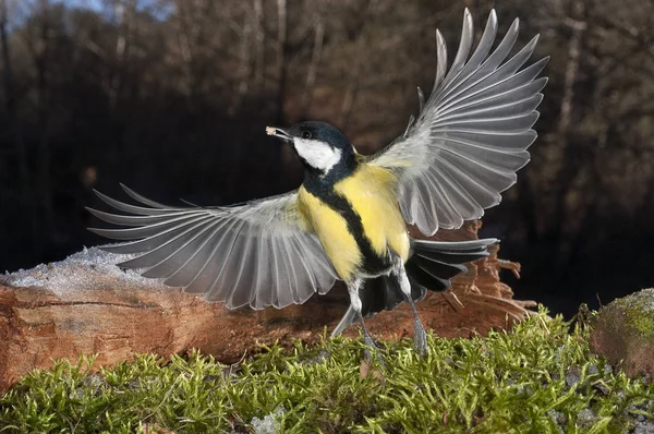 Bogatka Parus Major Ptak Ogrodowe Poszukuje Pożywienia Locie — Zdjęcie stockowe
