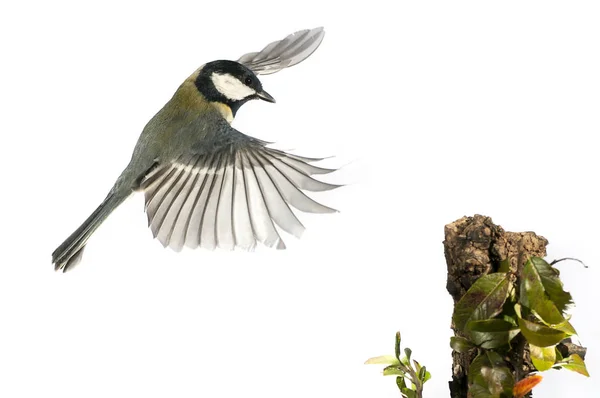 Bogatka Parus Major Ogród Ptak Latanie Skrzydła Ruchu Podczas Lądowania — Zdjęcie stockowe