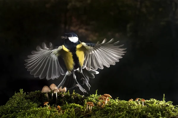 Bogatka Parus Major Ptak Ogrodowe Latające Nad Małym Jesień Grzyby — Zdjęcie stockowe