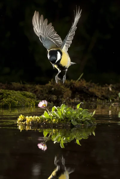 Bogatka Parus Major Ogród Ptak Pływające Odbicie Wodzie — Zdjęcie stockowe