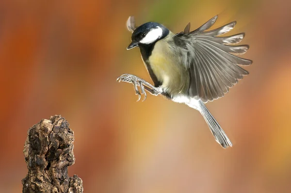 Велика Цицька Parus Major Сад Птахів Літаючих Падаючих Кольорів Польоті — стокове фото