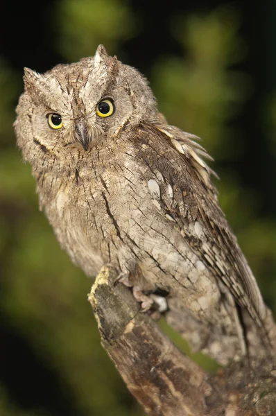 Syczek Otus Eurasian Syczek Sowa Sowa Małe Siedzący Gałęzi — Zdjęcie stockowe