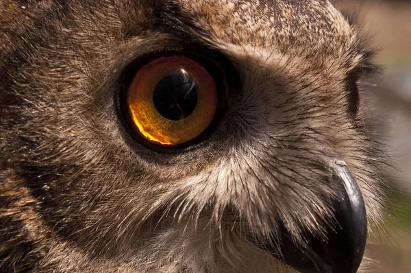 Coruja Eurásia Bubo Bubo Coruja Águia Retrato Cabeça Dos Olhos — Fotografia de Stock