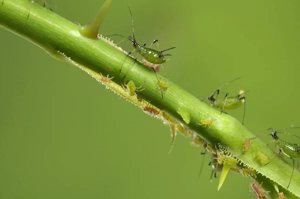 Aphids Branch Orchard Garden Insects Rose — Stock Photo, Image