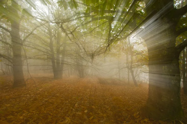 Herbst Kastanienwald Farben Und Bewegung — Stockfoto
