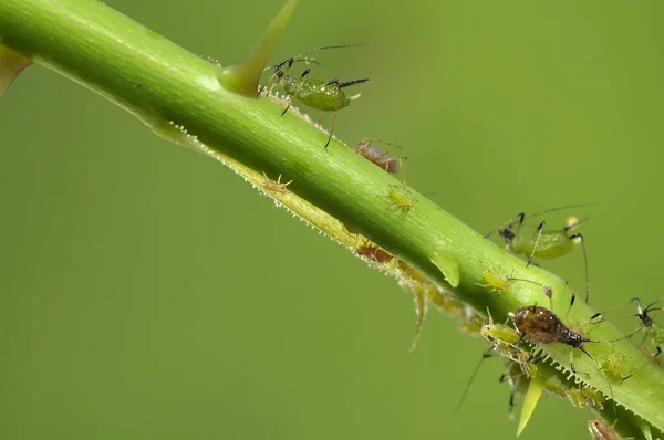 Aphids Branch Orchard Garden Insects Rose — Stock Photo, Image