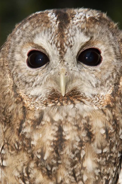 Tawny Owl Perched Branch Strix Aluco — Stock Photo, Image