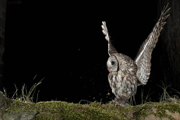 Búho Tawny Ratón Caza Ambiente Rural Volar — Foto de Stock