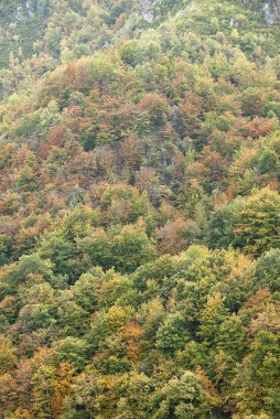 Sonbahar manzara, doğal park Ubias masa Hermitage, dağ, Asturias, İspanya