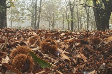 Kestane ağaçları, sonbaharın: Extremadura, Spain renkleri peyzaj