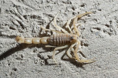 Akrep, Buthus occitanus, sarı akrep, sting