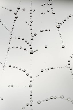 Örümcek ağı ile su damla, çiğ