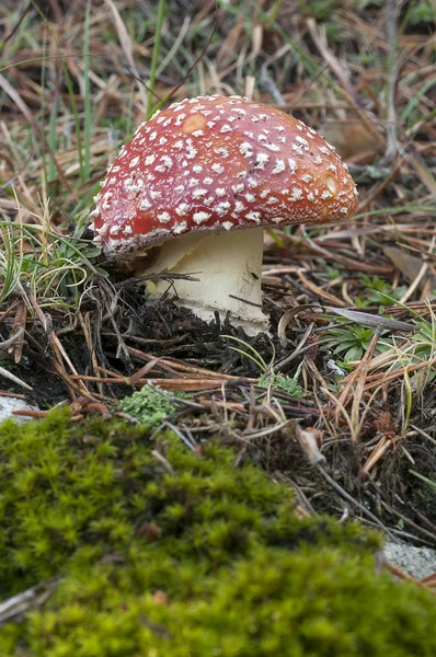 Amanita Muscaria Svamp Skogen — Stockfoto