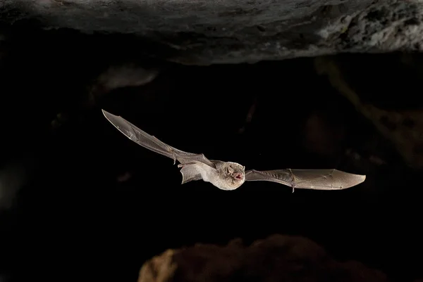 Ortak Bent Kanat Yarasa Uçan Yarasa Mağarası — Stok fotoğraf