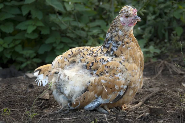 Poule Avec Ses Poussins Protégeant Sous Les Plumes Mère — Photo