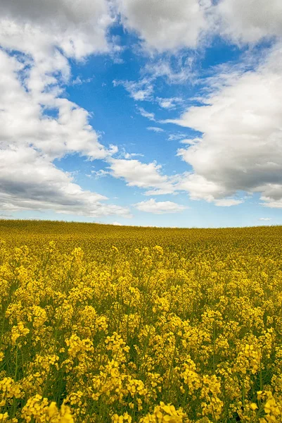 Landscape of yellow flowers, blue sky and clouds