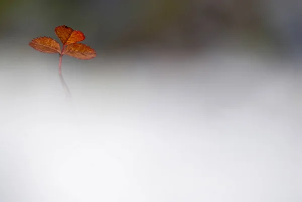 Liść Wśród Mgła Jesienne Kolory — Zdjęcie stockowe