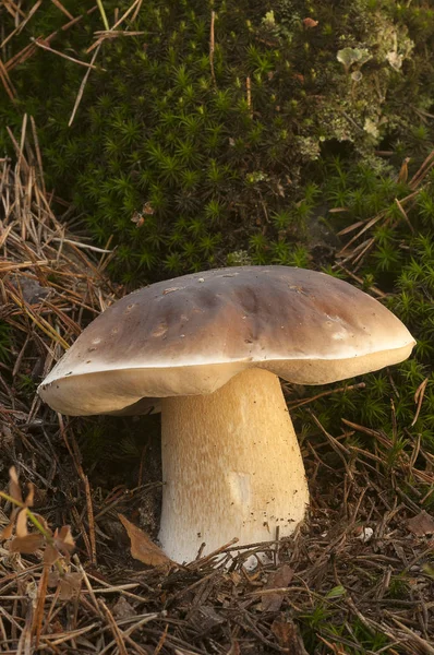 Houby Hřib Smrkový Borovém Lese — Stock fotografie