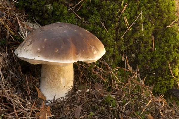 Mushroom Boletus Edulis Pine Forest — Stock Photo, Image