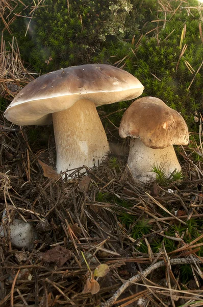 Mushroom Boletus Edulis Pine Forest — Stock Photo, Image