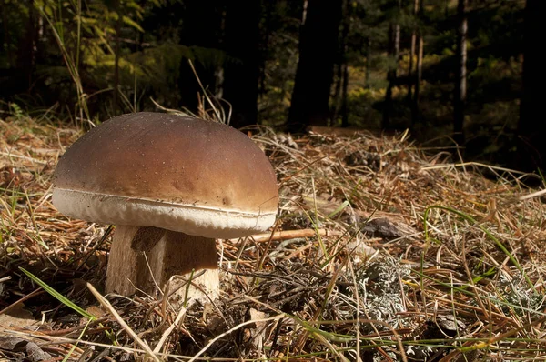 Houby Hřib Smrkový Borovém Lese — Stock fotografie