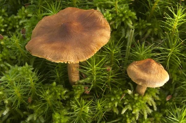 Pequeño Hongo Entre Musgo — Foto de Stock