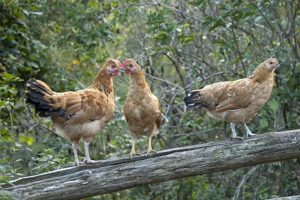 Trois Poules Élevées Sur Tronc — Photo