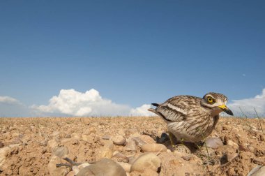 Burhinus oedicnemus (Eurasian thick knee, Eurasian Stone-curlew, Stone Curlew) reaching its nest, wide angle clipart