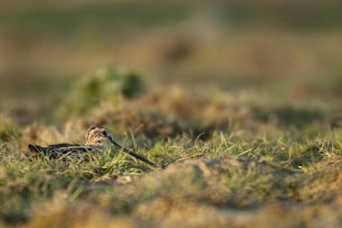 Otların arasında dinlenme ortak su çulluğu (Gallinago gallinago),