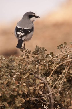 Büyük gri Shrike. Lanius excubitor. bir dal üzerinde tünemiş