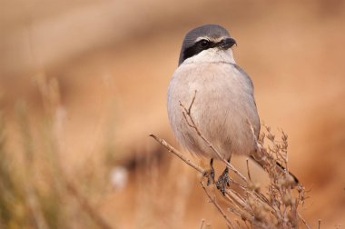 Büyük gri Shrike. Lanius excubitor. bir dal üzerinde tünemiş