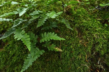 Yosun ve ferns ormandaki yeşil