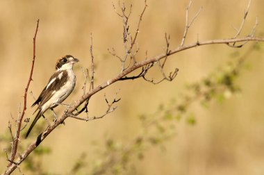 Kızıl başlı örümcek kuşu. Lanius senator, tünemiş bir dalda