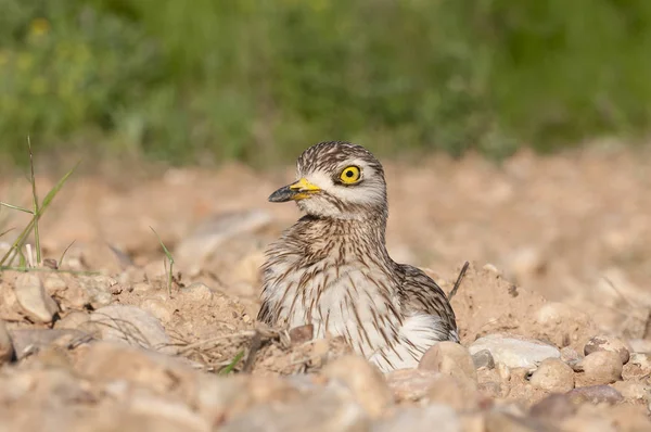 Burhinus Oedicnemus Rodilla Gruesa Euroasiática Rizo Piedra Eurasia Rizo Piedra — Foto de Stock