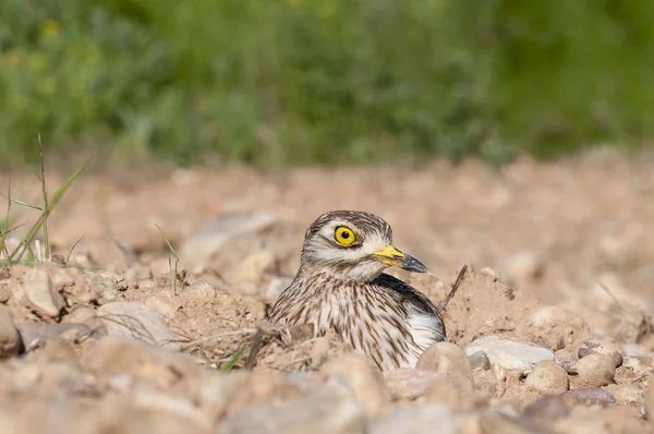 Burhinus Oedicnemus Euroasijské Tlusté Koleno Eurasie Stone Koliha Stone Koliha — Stock fotografie