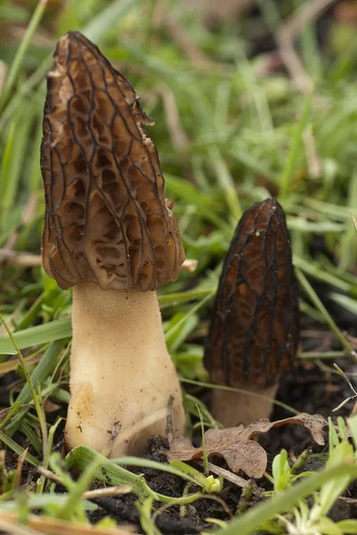 Common Morel Mushroom Morchella Esculenta — Stock Photo, Image