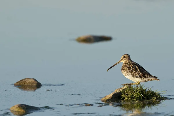 Snipe Común Gallinago Gallinago Busca Comida Agua — Foto de Stock