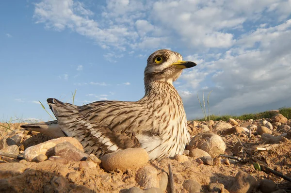 Burhinus Oedicnemus Eurasian Thick Knee Eurasian Stone Curlew Stone Curlew — Stock Photo, Image