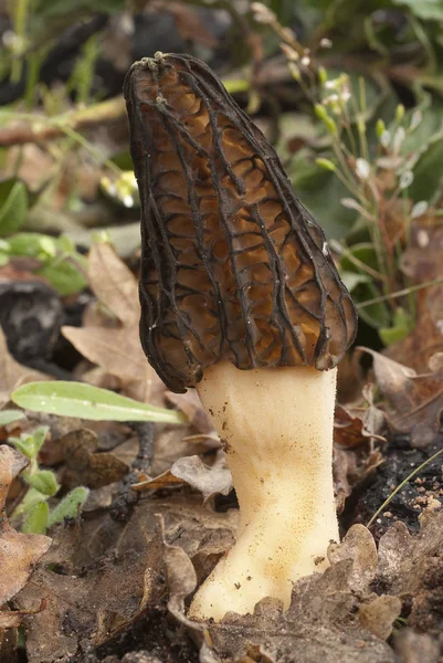 Morel Žampion Morchella Esculenta — Stock fotografie