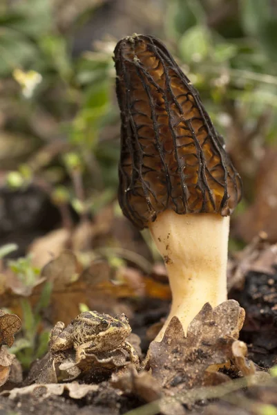 Morel Žampion Morchella Esculenta — Stock fotografie