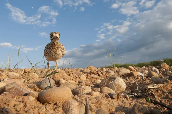 Burhinus Oedicnemus Euroasijské Tlustá Kolena Stone Koliha Stone Koliha Dosáhl — Stock fotografie