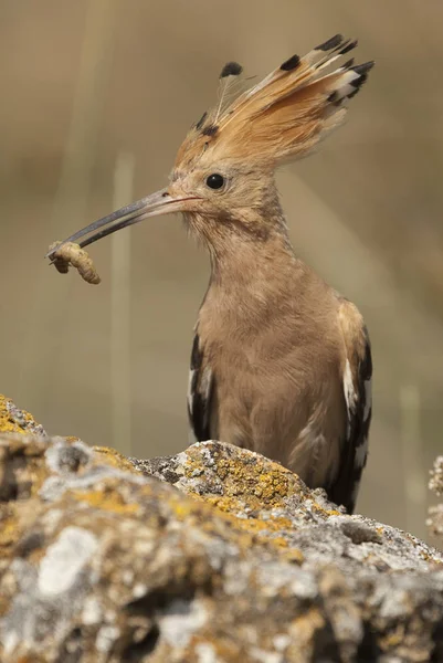 Eurasia Hoopoe Lub Wspólne Dudka Upupa Epops Jedzeniem Dziób — Zdjęcie stockowe