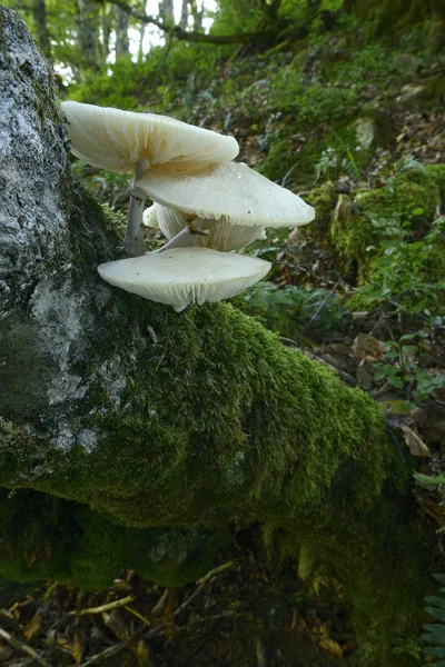 Grupo Hongos Bosque Hayas —  Fotos de Stock