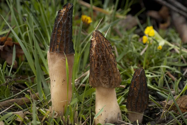 Houba Grupo Morel Morchella Esculenta — Stock fotografie